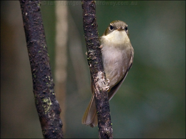 New Caledonian Whistler new_cal_whistler_165618.psd