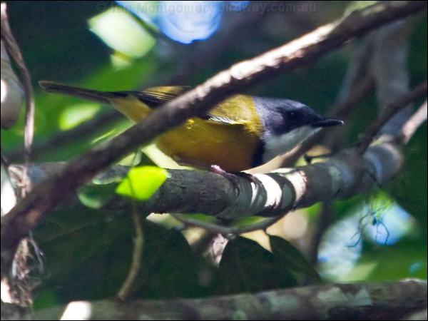 New Caledonian Whistler new_cal_whistler_166856.psd