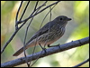rufous_whistler_02086
