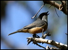 rufous_whistler_07911