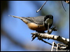 rufous_whistler_07912