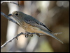 rufous_whistler_09659