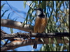 rufous_whistler_115642