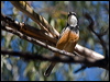 rufous_whistler_115659