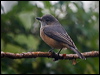 rufous_whistler_165272