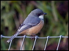 rufous_whistler_165454