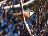 rufous_whistler_166256