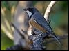 rufous_whistler_17214