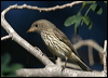 rufous_whistler_17234