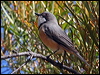 rufous_whistler_34171