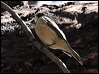 rufous_whistler_59208