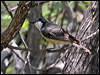 rufous_whistler_62411