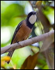 rufous_whistler_65375