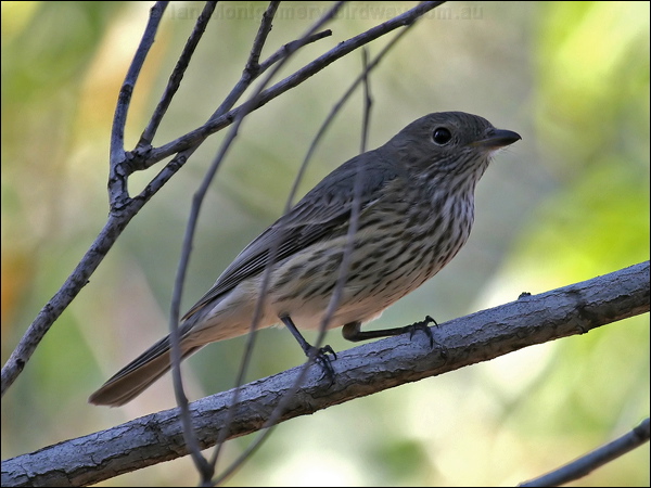 Rufous Whistler rufous_whistler_02086.psd
