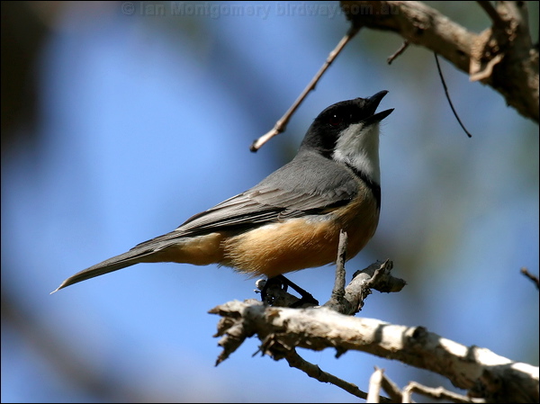 Rufous Whistler rufous_whistler_07911.jpg