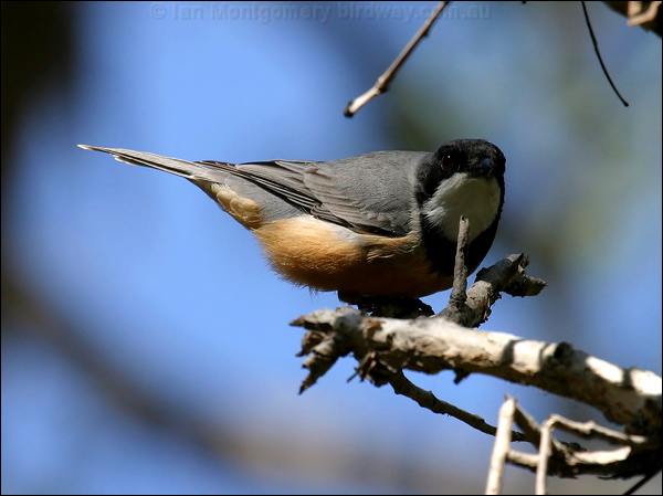 Rufous Whistler rufous_whistler_07912.jpg