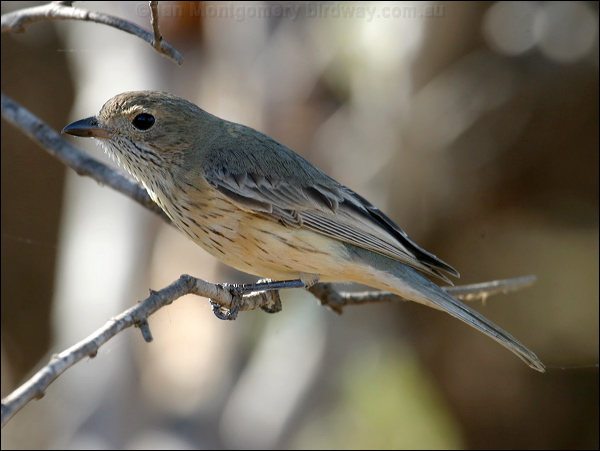 Rufous Whistler rufous_whistler_09659.psd