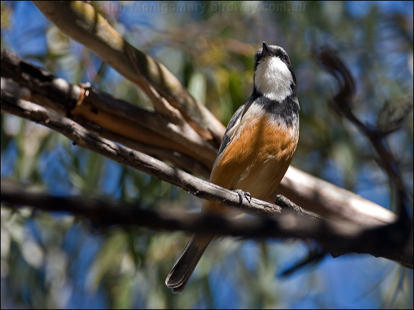 Rufous Whistler rufous_whistler_115659.psd