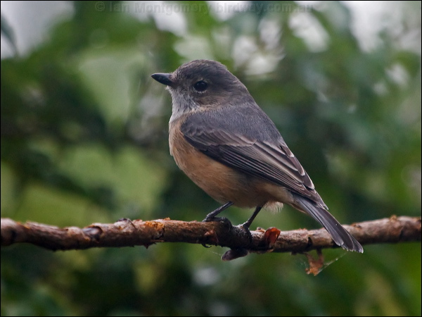 Rufous Whistler rufous_whistler_165272.psd