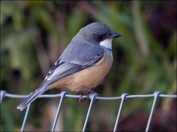 Rufous Whistler rufous_whistler_165454.psd