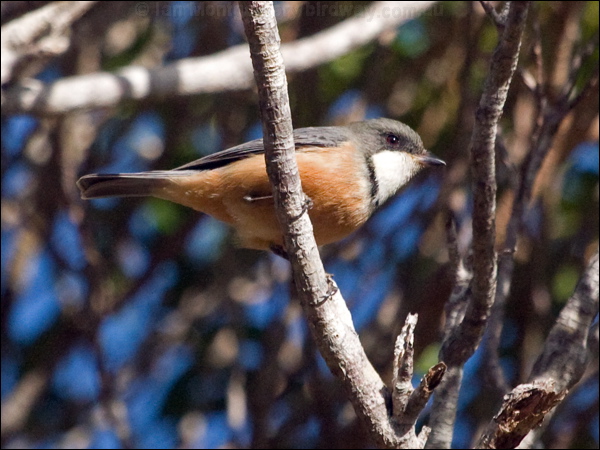 Rufous Whistler rufous_whistler_166256.psd