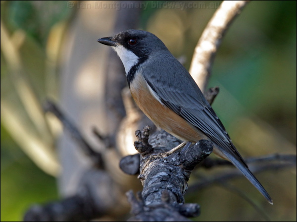Rufous Whistler rufous_whistler_17214.psd