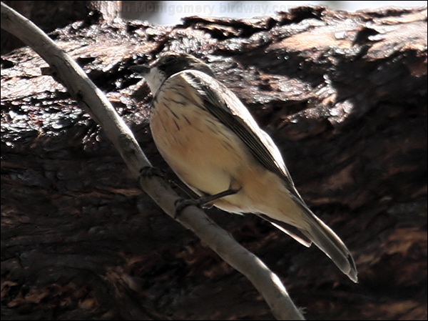 Rufous Whistler rufous_whistler_59208.jpg