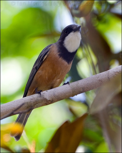Rufous Whistler rufous_whistler_65375.jpg