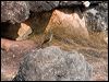 Click here to enter gallery and see photos/pictures/images of Sandstone Shrike-thrush