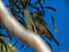 western_whistler_213386