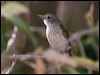 whitebreast_whistler_93922