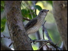 whitebreast_whistler_94016