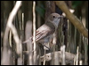 whitebreast_whistler_94045
