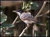 whitebreast_whistler_94059