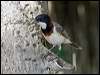 whitebreast_whistler_94068