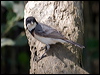 Clickable thumbnail to enter photo gallery of White-breasted Whistler