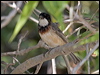 whitebreast_whistler_94087