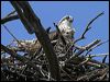 eastern_osprey_05651