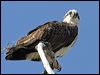 eastern_osprey_05685