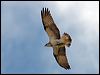 eastern_osprey_105441