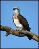 eastern_osprey_11152