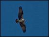 eastern_osprey_121341