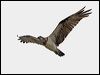 eastern_osprey_156908