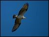 eastern_osprey_158317
