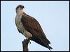 eastern_osprey_41321