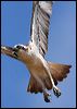 eastern_osprey_58948