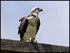 eastern_osprey_62981