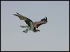 eastern_osprey_94257