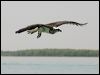 eastern_osprey_94259