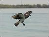 eastern_osprey_94260